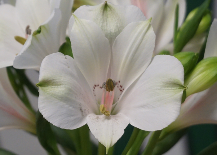 Alstroemeria Pearl Bell