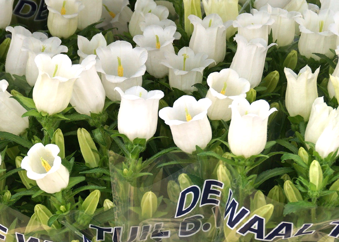 Campanula Champion White 70cm