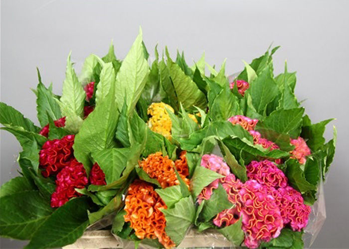 Celosia Act mixed in bucket 70 cm