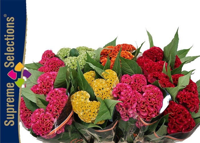 Celosia Act mixed in bucket 75cm