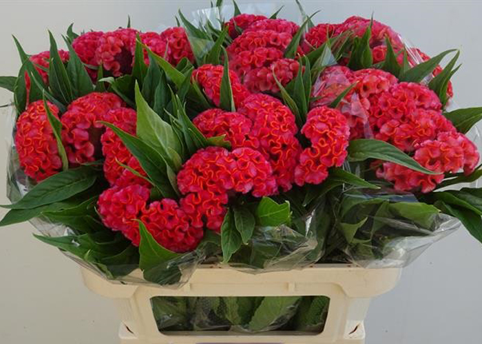 Celosia Cristata Coral Diamond