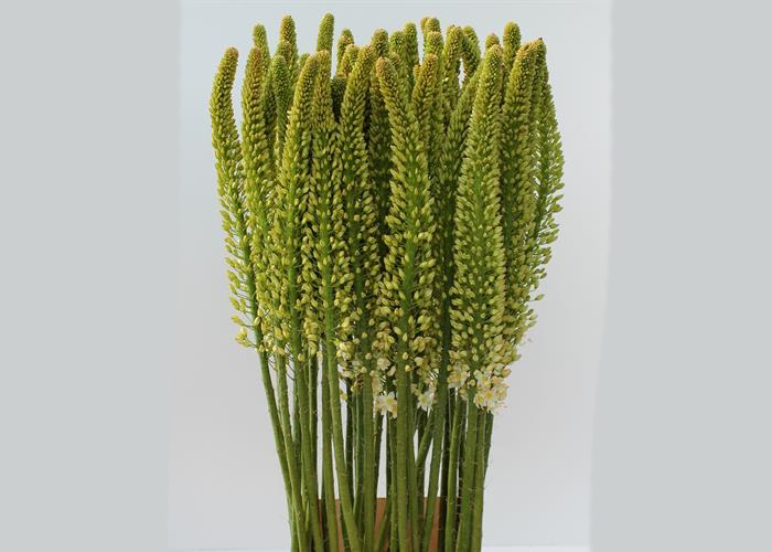 Eremurus Brutus white - limited availability