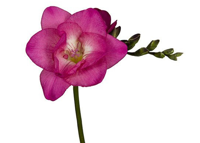 Freesia Cassis double