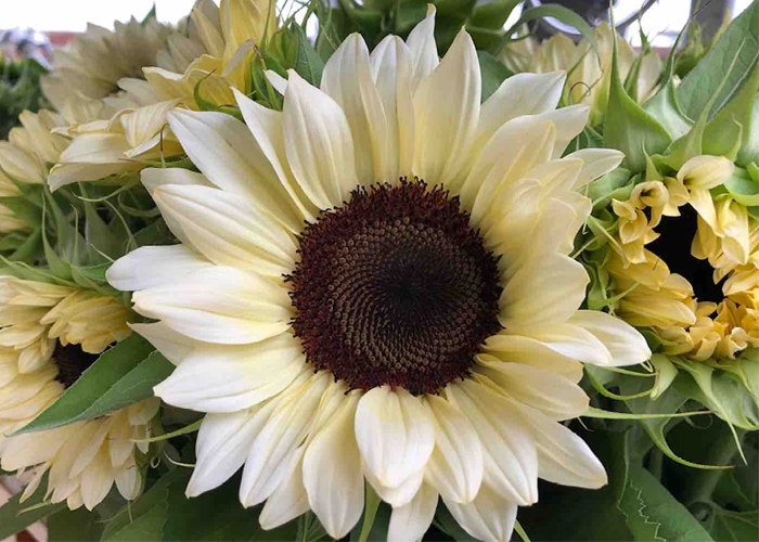 Helianthus Pro Cut White Nite