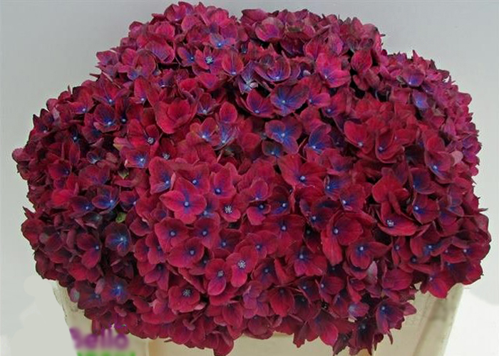 Hydrangea Amber