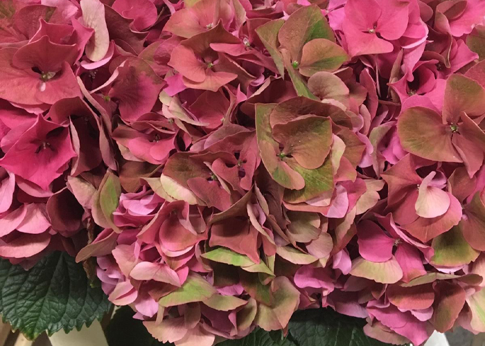 Hydrangea Antique pink 3 tone