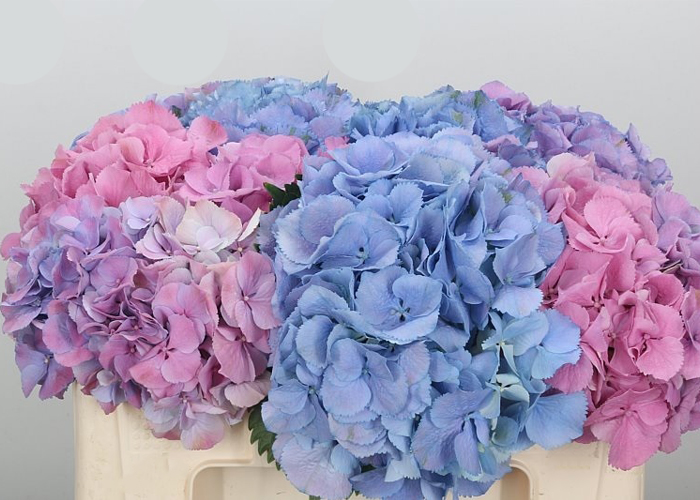 Hydrangea Elbtal Fantasia Mix