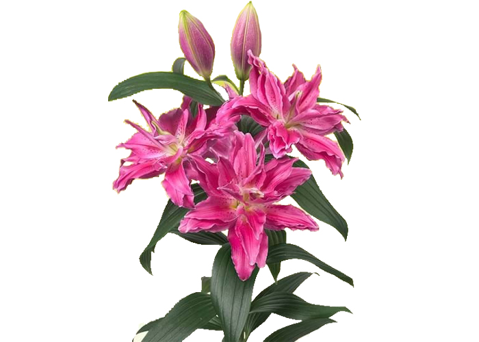 Lily or. Roselily Julia double