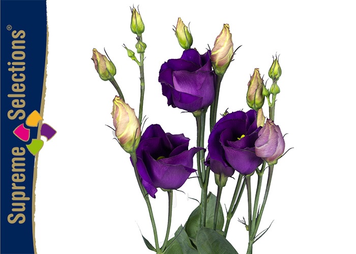 Lisianthus Piccolo Violet