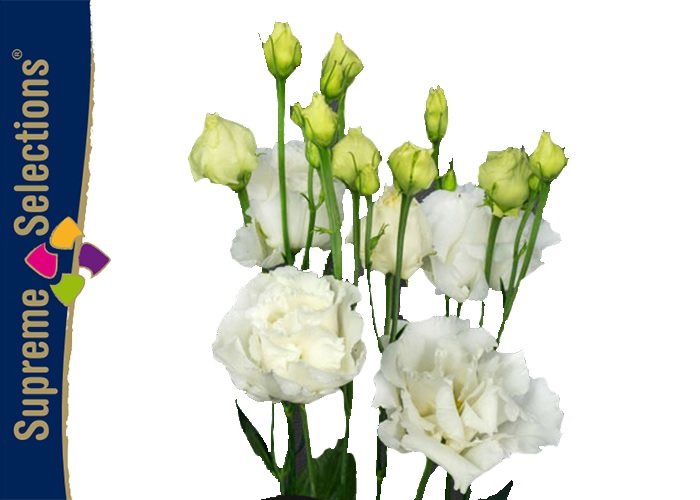 Lisianthus dub. Alissa Pure White