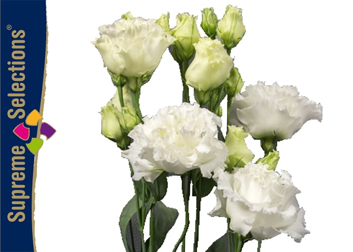 Lisianthus dub. Celebrich White