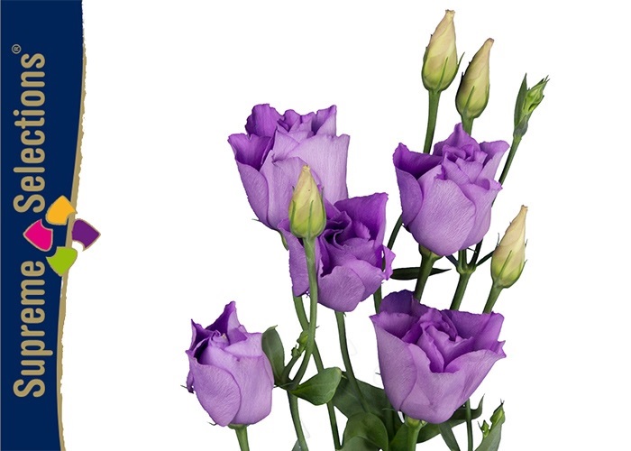 Lisianthus dub. Croma Lavender Improve