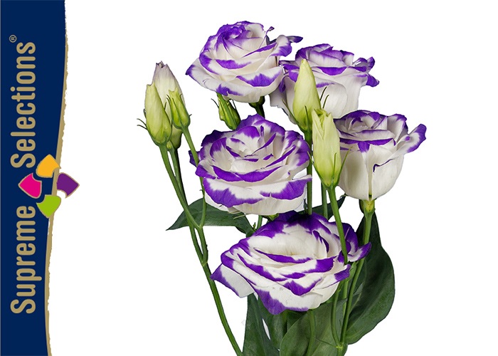 Lisianthus dub. Excalibur Blue Picotee