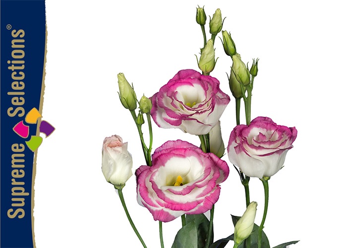 Lisianthus dub. Excalibur Hot Lips