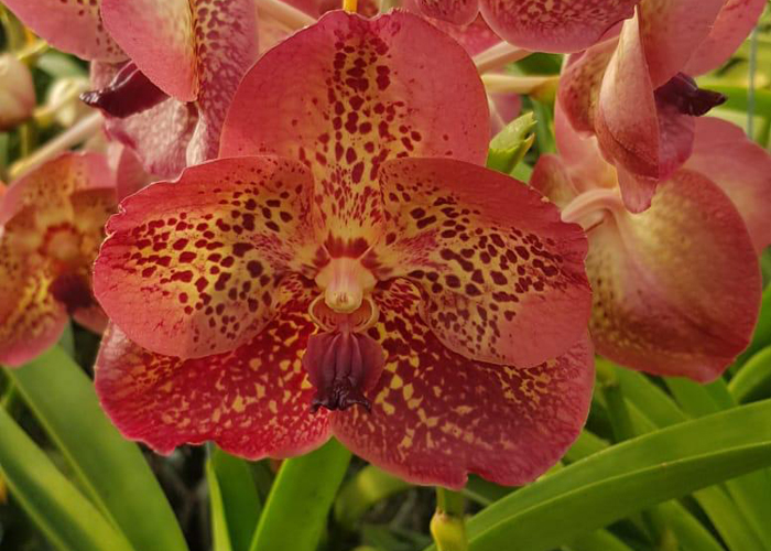 Orchid Vanda Orange Spot 717