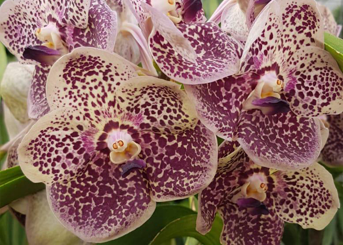 Orchid Vanda Plum Jam Spot 553 flower