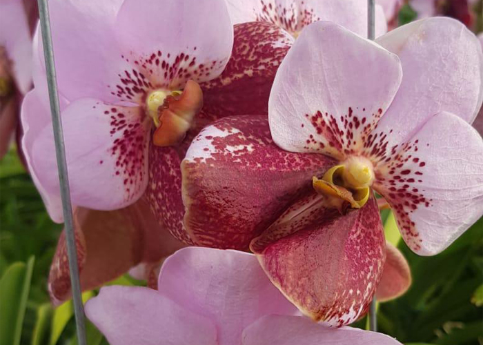 Orchid Vanda Two Tone 485