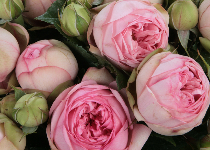 Roses spray Charming Piano