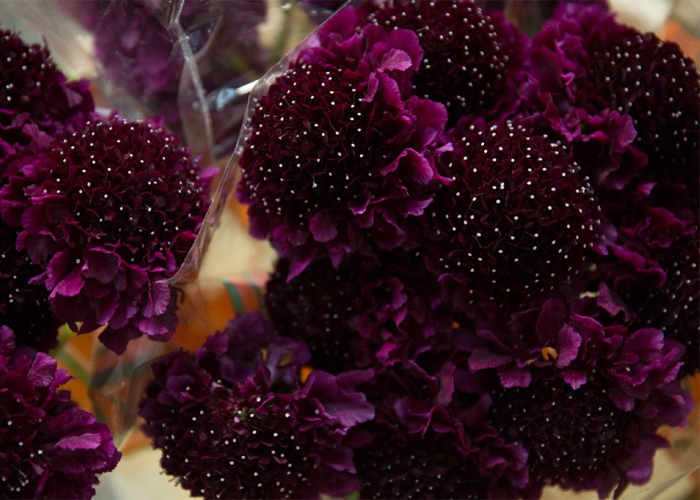 Scabiosa Atropurpurea Red Velvet Scoop - In season in holland