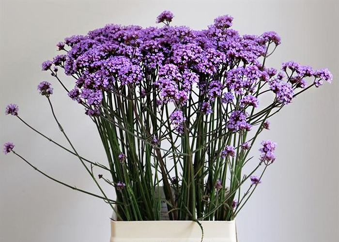 Verbena Bonariensis