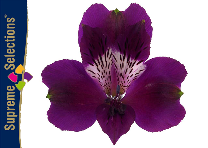 Alstroemeria Carline