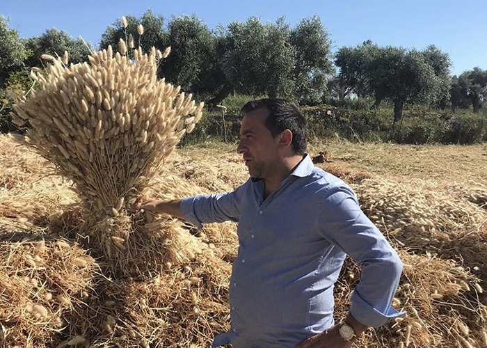 Dried flowers - harvest