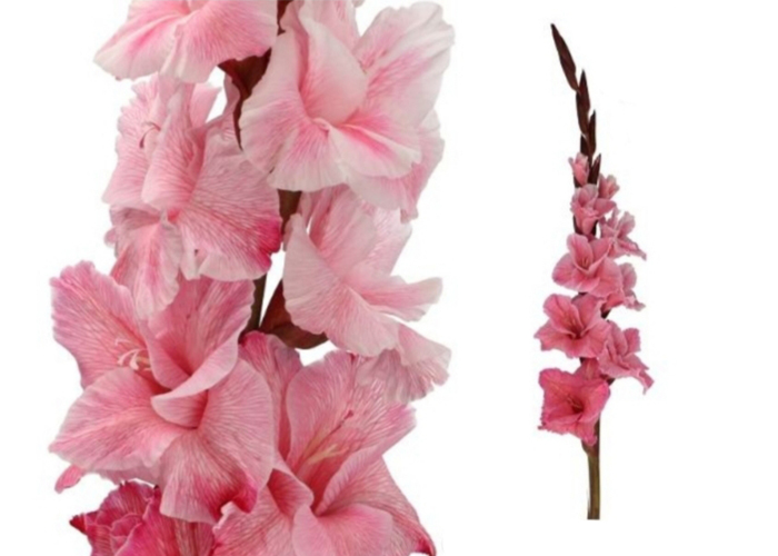 Gladiolus dyed Flirty Pink