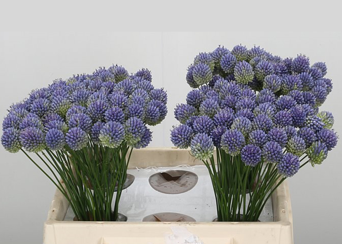 Allium Blue Heat