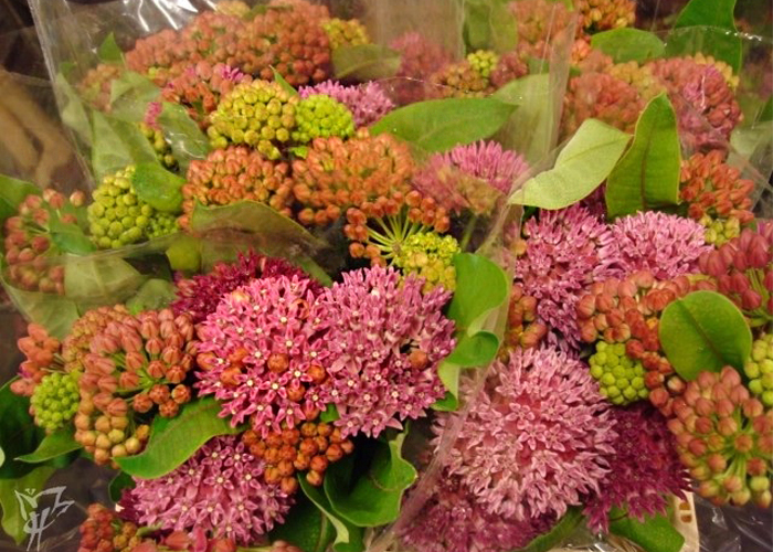 Asclepias Red Antonia