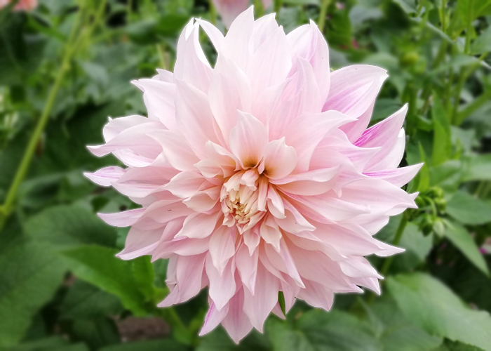 Dahlia Cafe Au Lait Royal