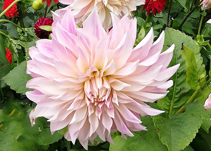 Dahlia Cafe Au Lait