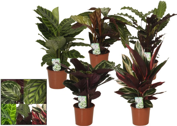 Calathea Mix