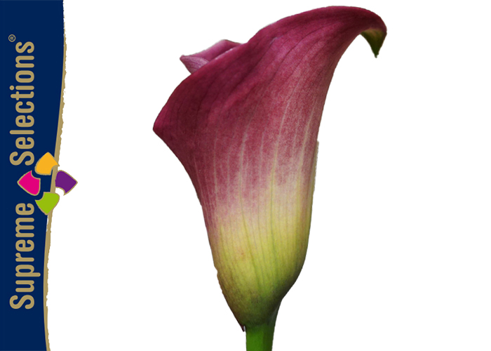 Calla Captain Romance