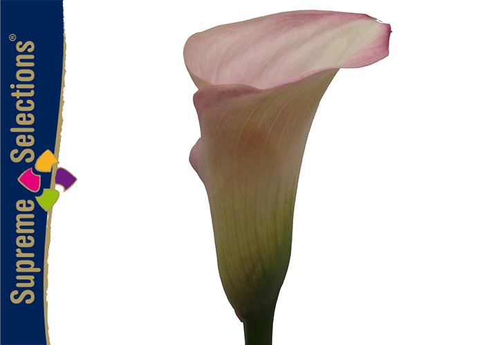 Calla Captain Rosette