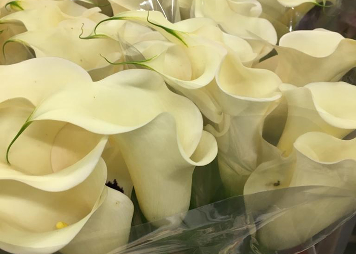 Calla Eleganza