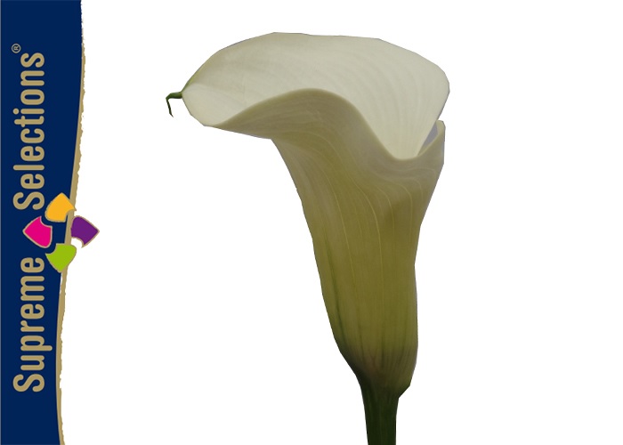 Calla Snowstar