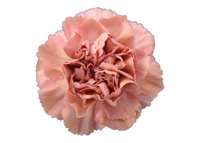 Carnation Dayana