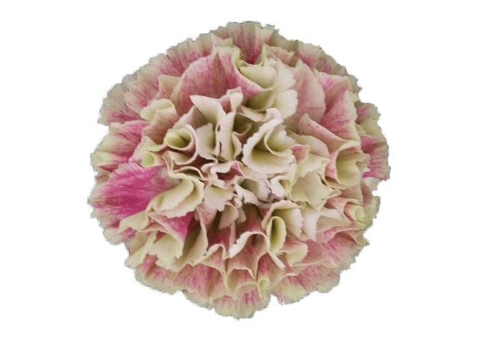 Carnation Lady Daiki