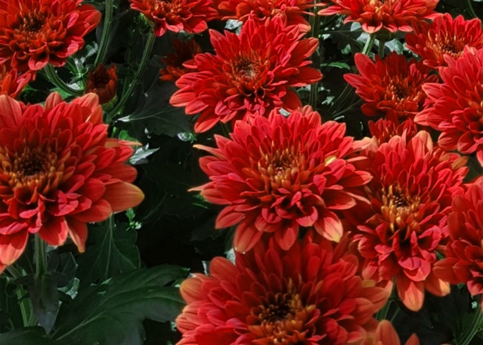 Chrysanthemum Popov