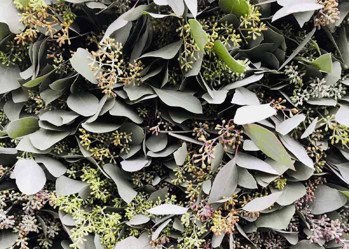 Eucalyptus Populus with berry