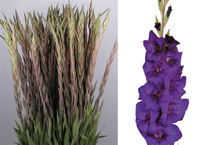 5x glaïeuls "Blue Isle" Violet Gladiolus prêt-à-Plante cormus GRATUIT UK livraison 