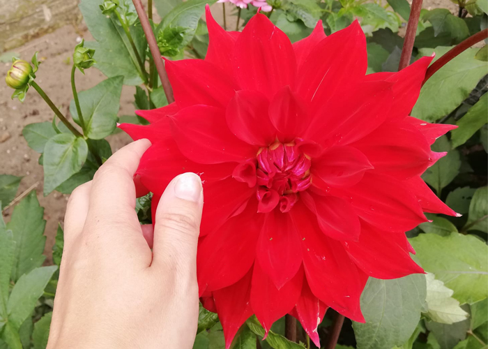 Size Dahlia