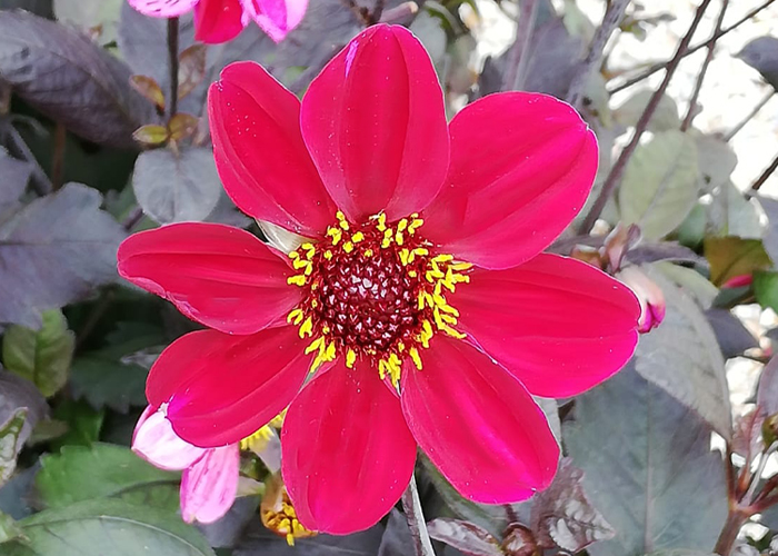 Dahlia HS Romeo