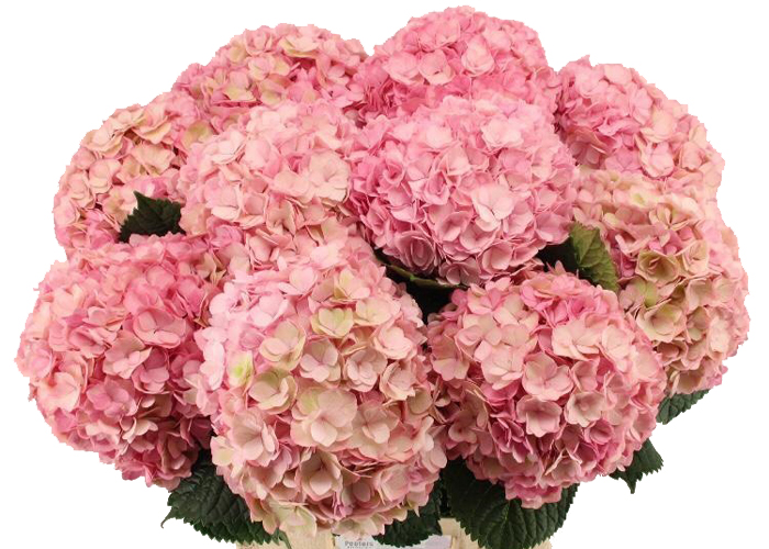 Hydrangea Adora (classic)