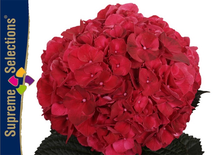 Hydrangea Magical Ruby Red