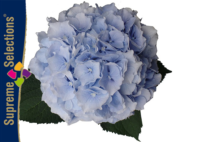 Hydrangea Verena Blue