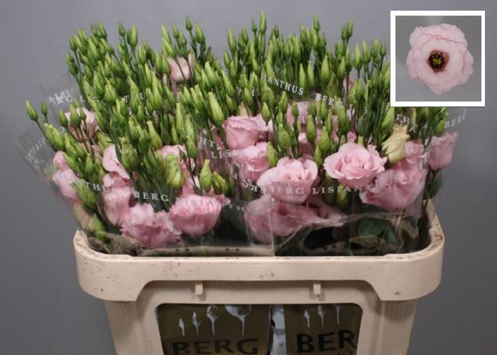 Lisianthus double Lisanne Light Pink