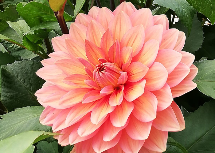 Dahlia Nicholas