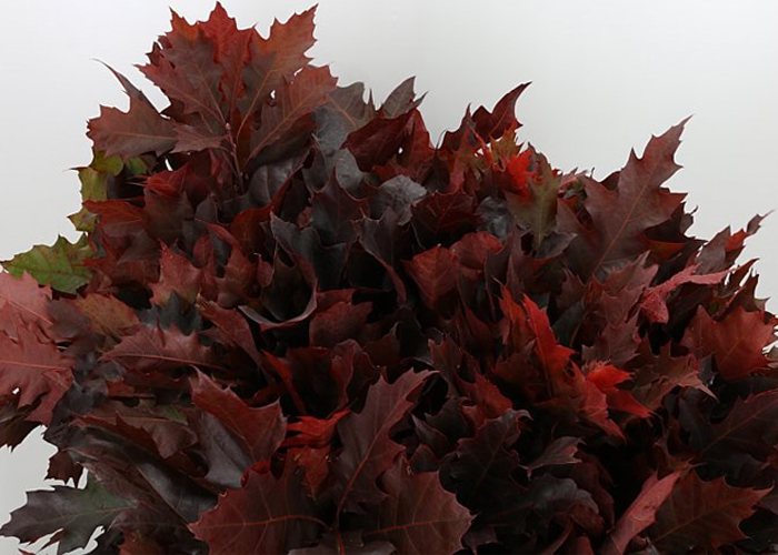 Oakleaves red dyed