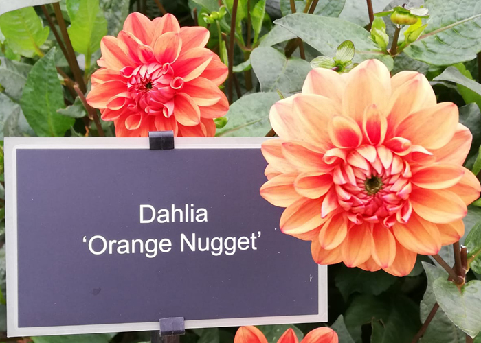 Dahlia Orange Nugget